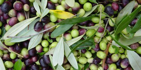 Trials by the Liggins Institute have found olive-leaf extract to have some benefits for men at risk of contracting diabetes. Photo / Supplied