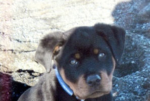Storm, a rottweiler puppy. Photo / Lynda Feringa