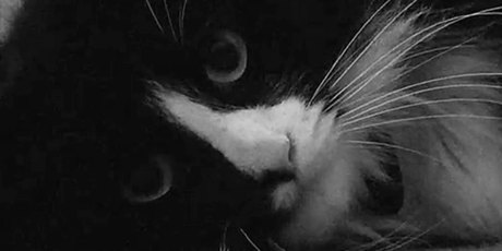 A scene from award winning cat video Henri 2, Paw de Deux. Photo / YouTube