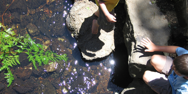 Eels captivate the attention of children and are a great tool for learning more about our waterways. Photo / Supplied