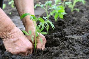 Photo / Thinkstock
