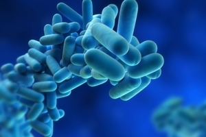 The bacteria. Photo / Thinkstock