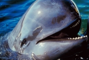 Pilot whale. Photo / Thinkstock