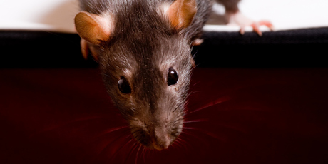 The US military are looking at training rats to sniff out explosives; a new era of rats to the rescue. Photo / Thinkstock