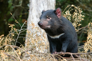 Devils are renowned for their aggressive snapping, especially when fighting over a meal and even when mating. Photo / Thinkstock