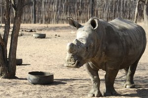 An adult white rhino in South Africa. Photo / AFP