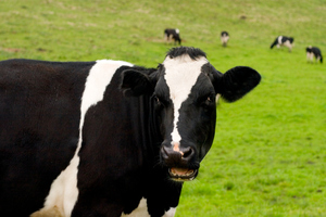File photo / Thinkstock