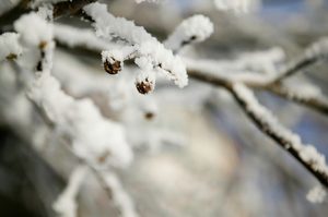 The frosts are not unusual for this time of year. Photo / Thinkstock