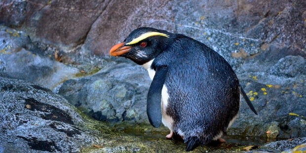 A rare Fiordland Crested Penguin in Milford Sound. Photo / Supplied