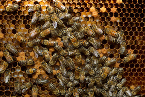 Bees in New Zealand are already under threat from the varroa mite. Now there are fears the colony collapse disorder may be here. Photo / Brett Phibbs