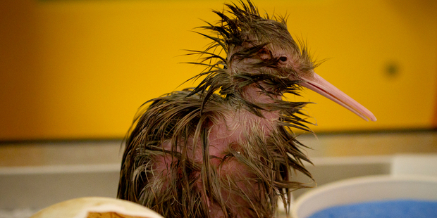 Nick is Auckland Zoo's fifth kiwi born this breeding season. Photo / Greg Bowker