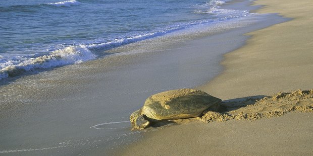 Oman's conservation programme seeks to improve green turtle numbers. Photo / Vicki Virtue