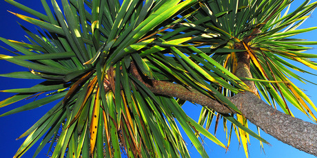 Cabbage trees are hardy and easy to grow. Photo / The Oamaru Mail