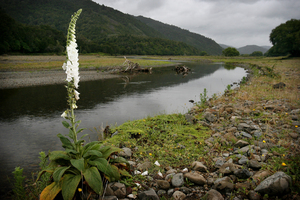 The Urewera National Park will be given its own legal identity under a new settlement between Tuhoe and the Crown. File photo / Greg Bowker