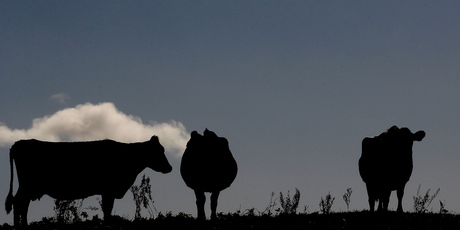 There is little doubt the average annual temperature in New Zealand has been generally trending upwards in line with the expectations of many climate scientists. Photo / Christine Cornege