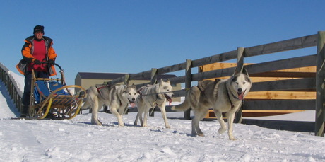 Quiet Running's sled rides, whizzing across snowy terrain behind teams of Siberian huskies, are a real 'Call of the Wild', Jack London experience. Photo / Supplied