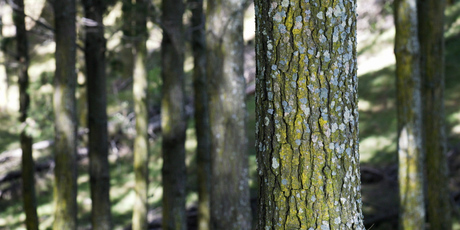 There's no incentive to plant trees, argue forest owners. Photo / APN