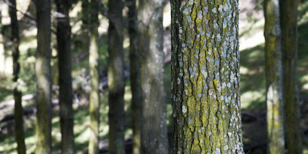 There's no incentive to plant trees, argue forest owners. Photo / APN