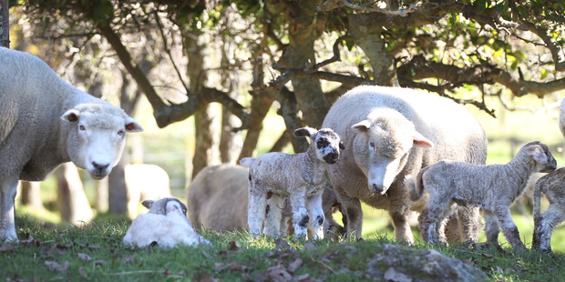REINZ said the early spring, with strong pasture growth and good early production is providing a platform for farm sales. Photo / Duncan Brown.
