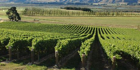 Research into climate and vineyards could grow the kiwi wine industry by 10 per cent. Photo / Supplied