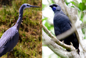 Should the White Faced Heron (left) or the Kokako be New Zealand's Bird of the Year? You decide! File photo / NZ Herald