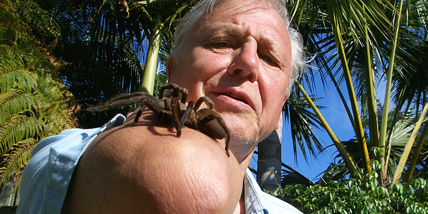 David Attenborough says TV nature commentators like himself will soon be extinct. Photo / Supplied