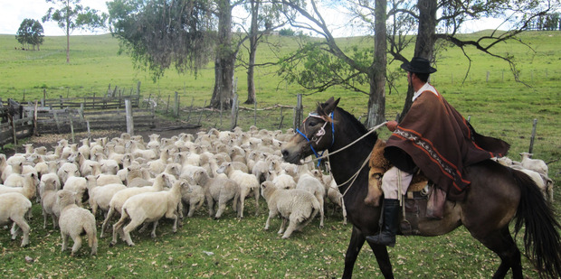 Farmhand Bilinga takes no nonsense from sheep being penned for drenching and vaccinations. Photo / Geoff Cumming