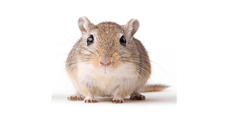 The gerbils' hearing improved by 46 per cent on average. Photo / Thinkstock