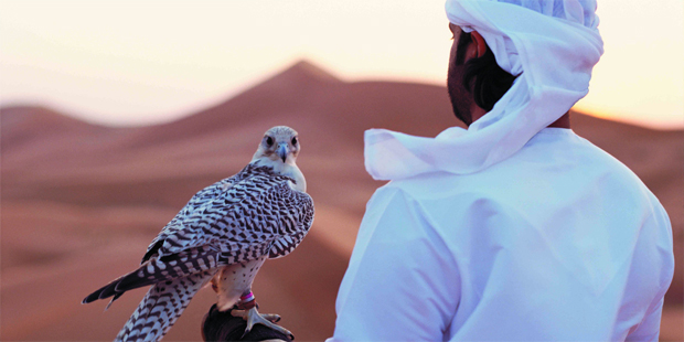 A falcon in the Abu Dhabi desert. Photo / Abu Dhabi Tourism