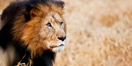 Getting close to the king of beasts on its home turf is an eerie experience. Photo / Aaron Smale