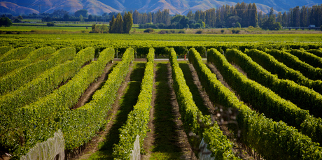 There is plenty of growth to be seen for Maori winemakers in the Marlborough region. Photo / Thinkstock