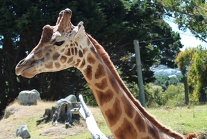Seun the giraffe. Photo / Supplied