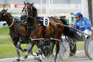 Sleepy Tripp made a Rip Van Winkle return to training with an impressive trial win.Picture / Greg Bowker