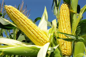 File photo / Thinkstock