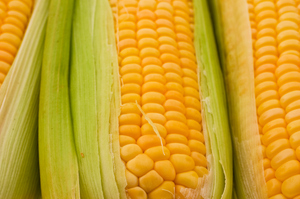 Rats that were fed NK603 corn developed tumours. Photo / Thinkstock
