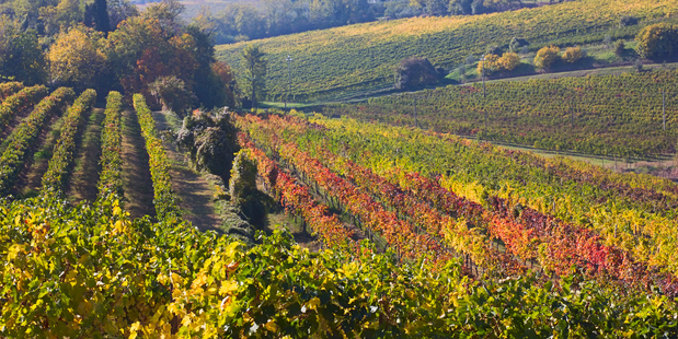 Not technically Chiantishire, the vineyards nearby Tuscany's Castello di Casole are known for the white wine grape, Vernaccia. Photo / Thinkstock