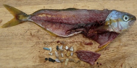 Fish are ingesting plastic marine debris and the toxins are entering our food chain. Photo / 5 Gyres www.5gyres.org
