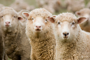 Photo / Thinkstock