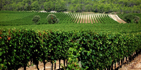 In France, grenache is widely planted in the Southern Rhone and Languedoc. Photo / Thinkstock