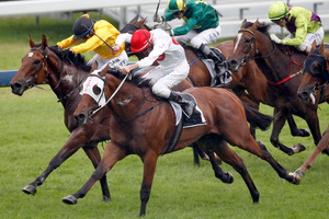 The Hombre (yellow colours, inside) is beaten by Atomic Force in the Railway. He looks a leading chance for the sprint at Hastings tomorrow. Picture / Dean Purcell