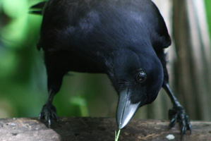 Crows can work out when danger has passed. Photo / Auckland University