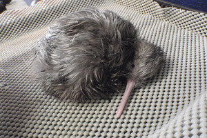 This kiwi chick was given a little help to break out of its shell at Rainbow Springs. Photo / Supplied
