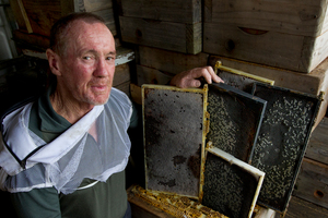 Kerry McCurdy says hives across Auckland are collapsing. Photo / Brett Phibbs