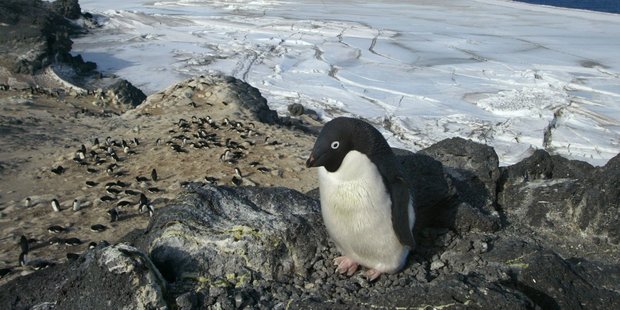 Although Antarctic mining is banned, Dr Storey said pressure may mount for change, due to rich mineral deposits on the continent. Photo / Mark Mitchell