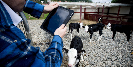 Technology is used regularly down on the farm where working the land and animals has become big business. Picture / Dean Purcell