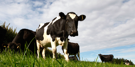 NZ could double the value of its agricultural exports by 2050 if it makes the most of the opportunities presented by growth in Asia. Photo / Brett Phibbs