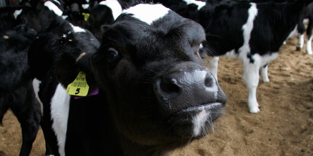 About 1500 heifers were born carrying a genetic defect typically causing excessive hairiness and an intolerance to heat. Photo / Craig Bell