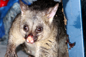 A possum chose the wrong power pylon to climb in Gisborne. Photo / File