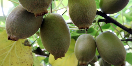 Several kiwifruit orchards in the Western Bay of Plenty town of Katikati have recently been hit by the disease Psa. Photo / Hawke's Bay Today