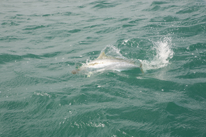 Kingfish. Photo / Supplied